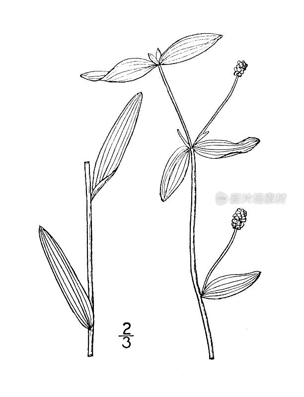 古董植物学植物插图:Potamogeton Mysticus，神秘池塘Pondweed